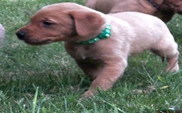 Labrador Retriever dogs for sale: Fox Red Labrador Puppies For Sale in Stranraer - Image 14