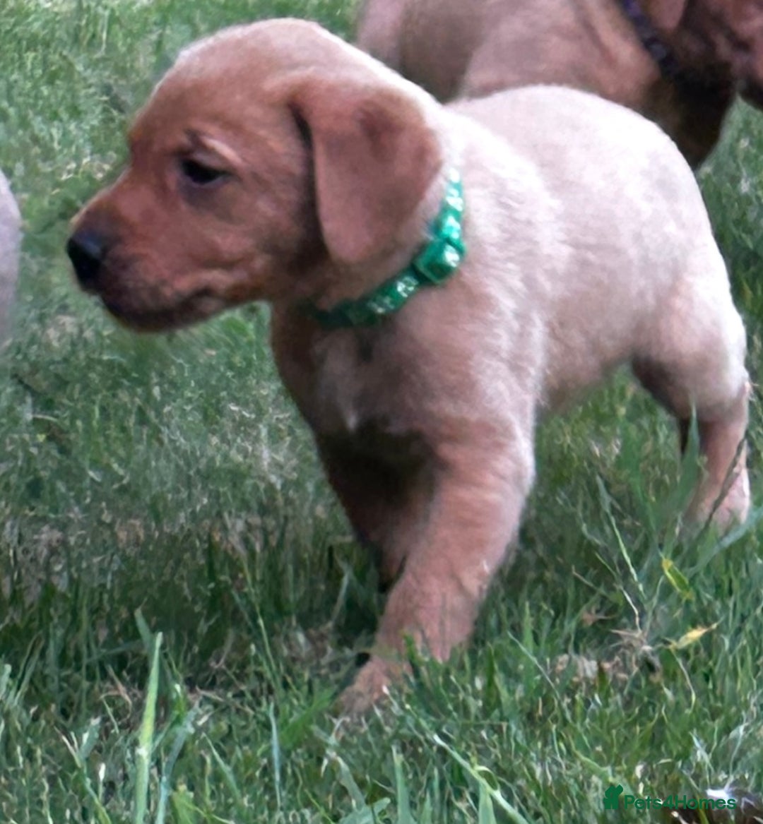 Labrador Retriever dogs for sale: Fox Red Labrador Puppies For Sale in Stranraer - Image 14