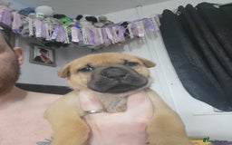 Mixed Breed dogs for sale: Belgian Malinois X Shar-pei puppies  - Image 32