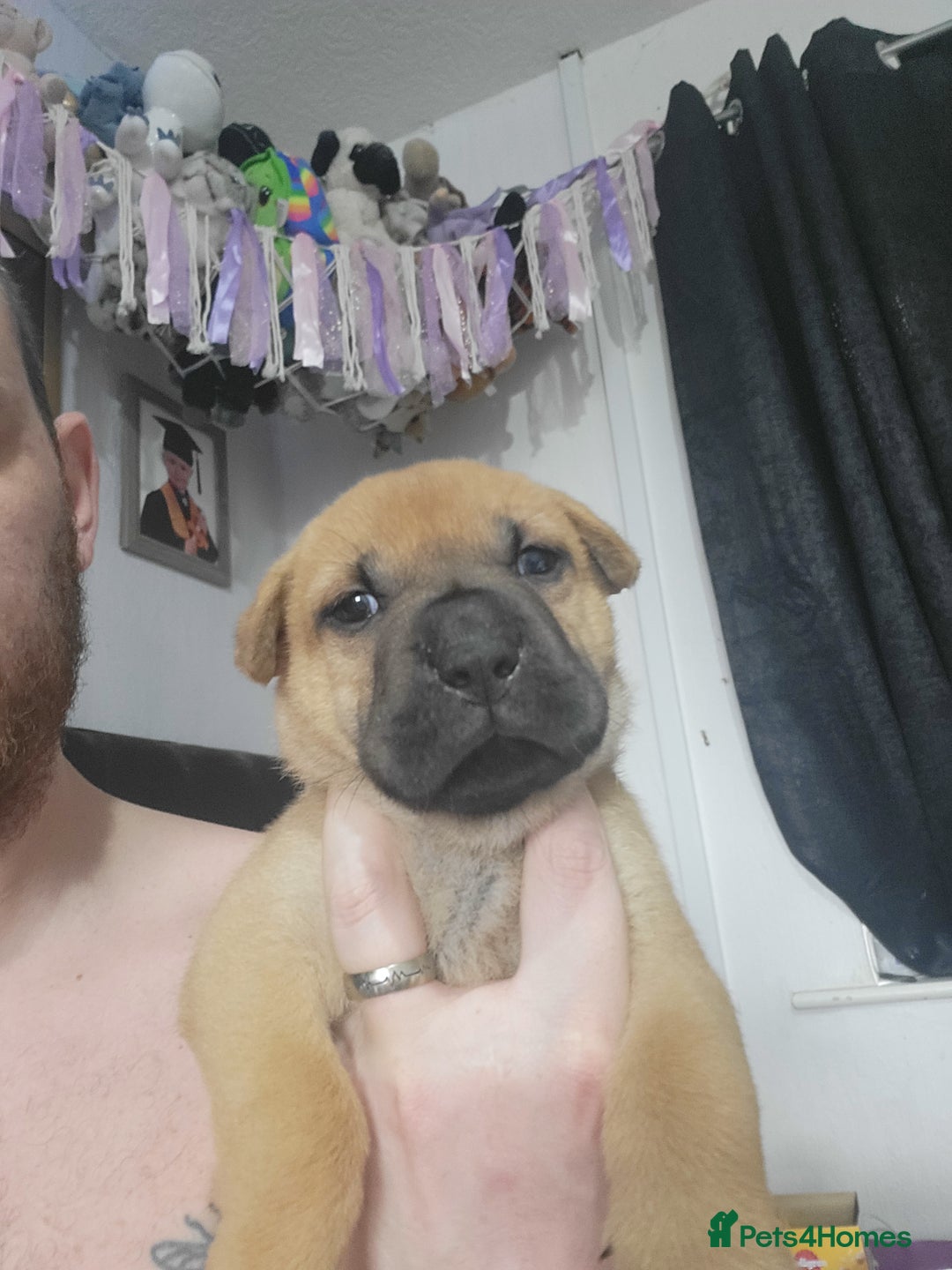 Mixed Breed dogs for sale: Belgian Malinois X Shar-pei puppies  - Image 32
