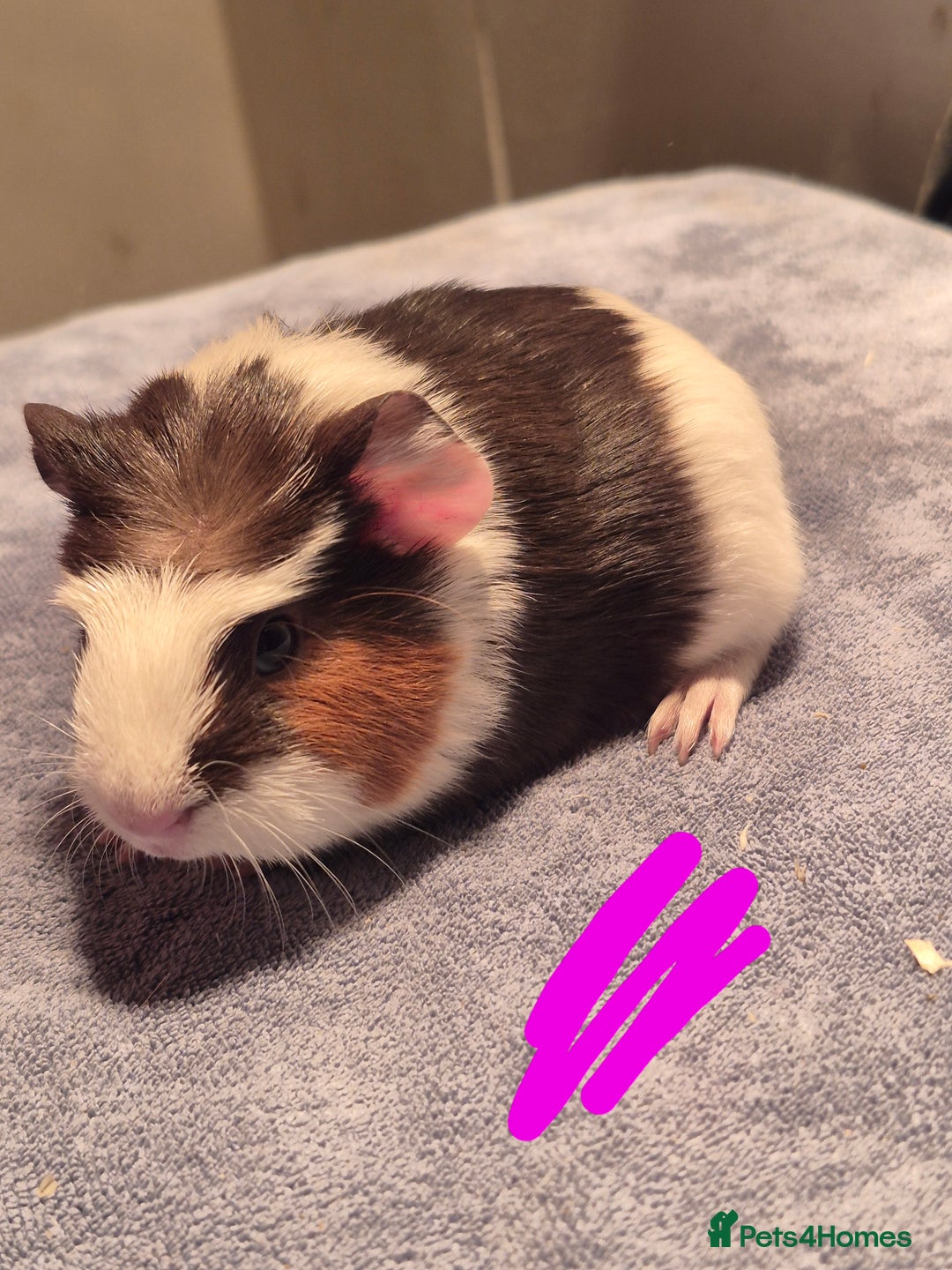 Guinea Pig rodents for sale: Mixed piggies for sale  - Advert 4
