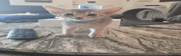 Abyssinian cats for sale: Adorable  Abyssinian  male for sale - Advert 3