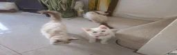 Ragdoll cats for sale: 3 Cute Ragdoll kittens - Advert 17