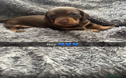Miniature Dachshund dogs for sale: Miniature dachshunds  - Image 2