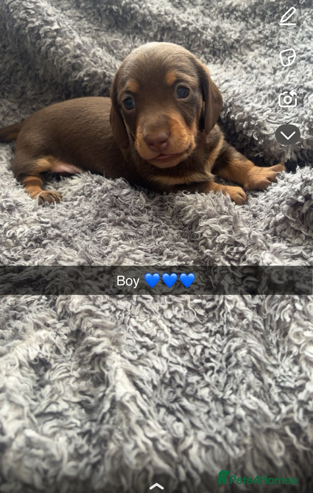 Miniature Dachshund dogs for sale: Miniature dachshunds  - Image 2