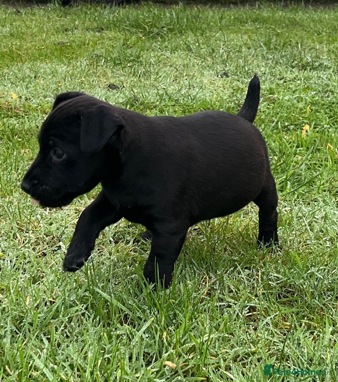 Patterdale Terrier dogs for sale: Patterdale terrier puppies - Advert 9
