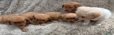 Golden Retriever 4