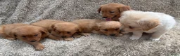 Golden Retriever dogs for sale: Dark Golden Retriever Puppies in Bradford - Advert 9