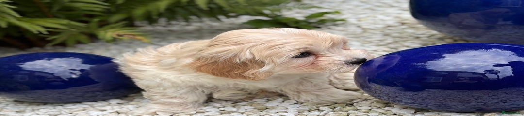 Havanese Puppy 2
