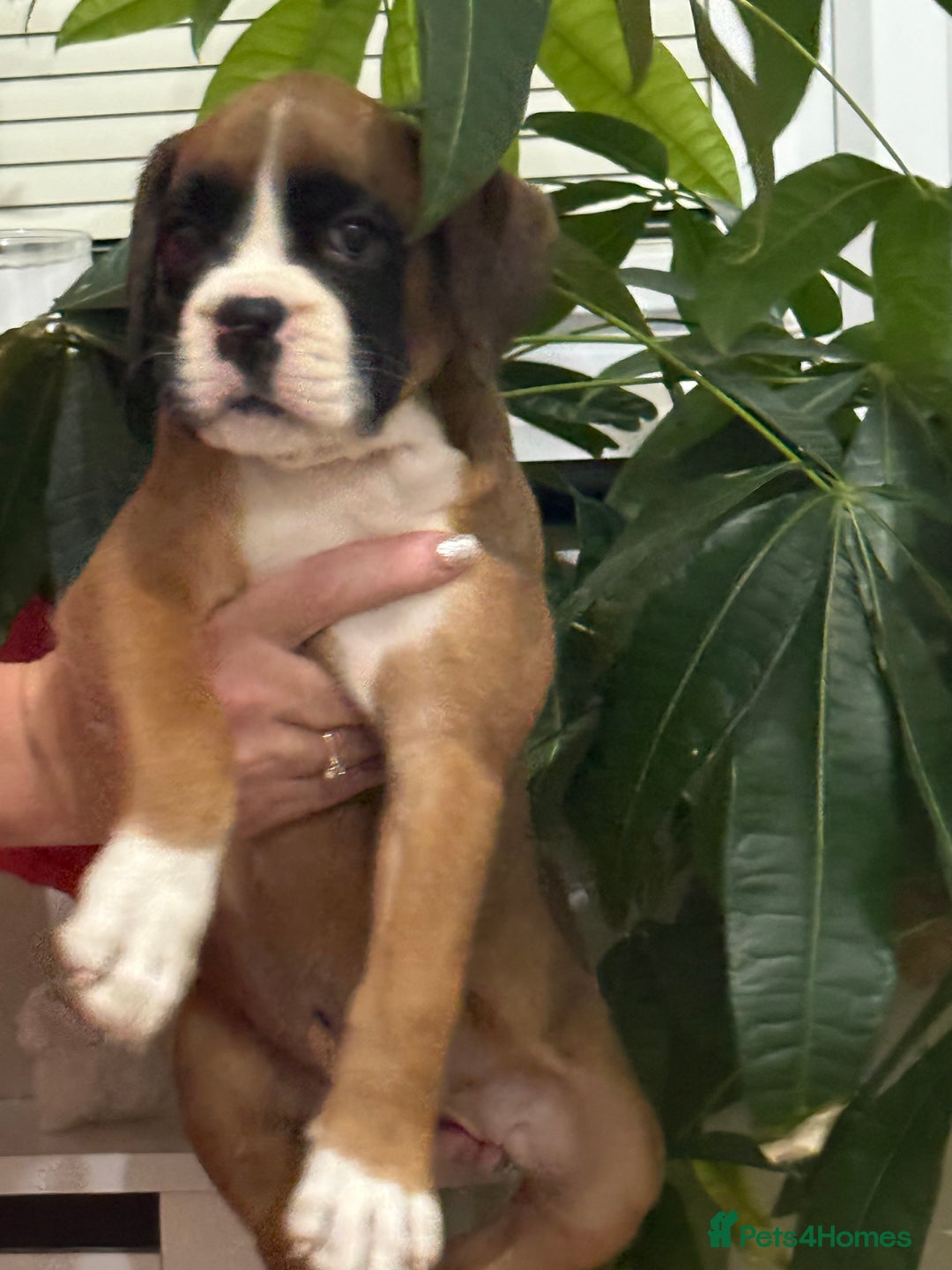 Boxer dogs for sale: Bouncy beautiful boxers  - Image 15