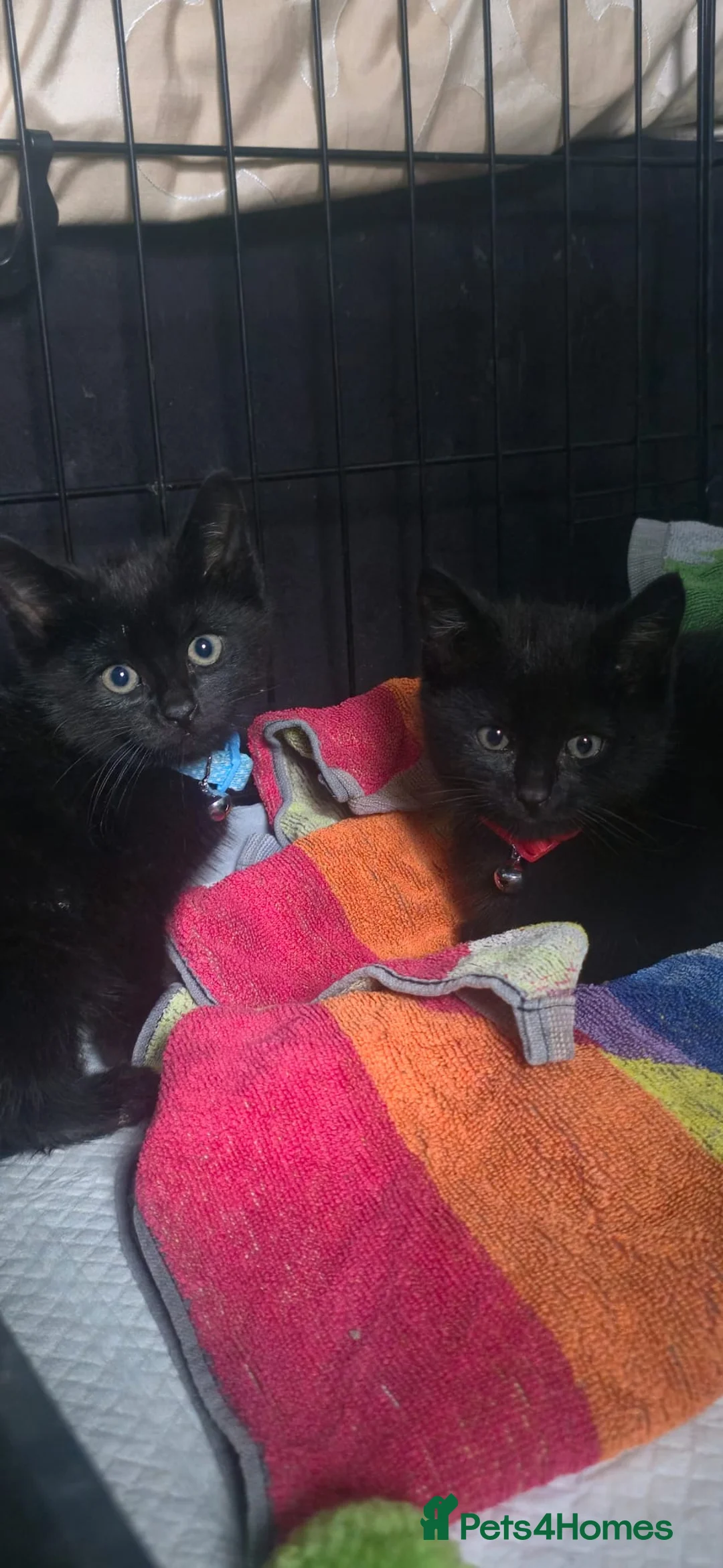 Mixed Breed cats for sale: 2 male kittens  - Advert 1