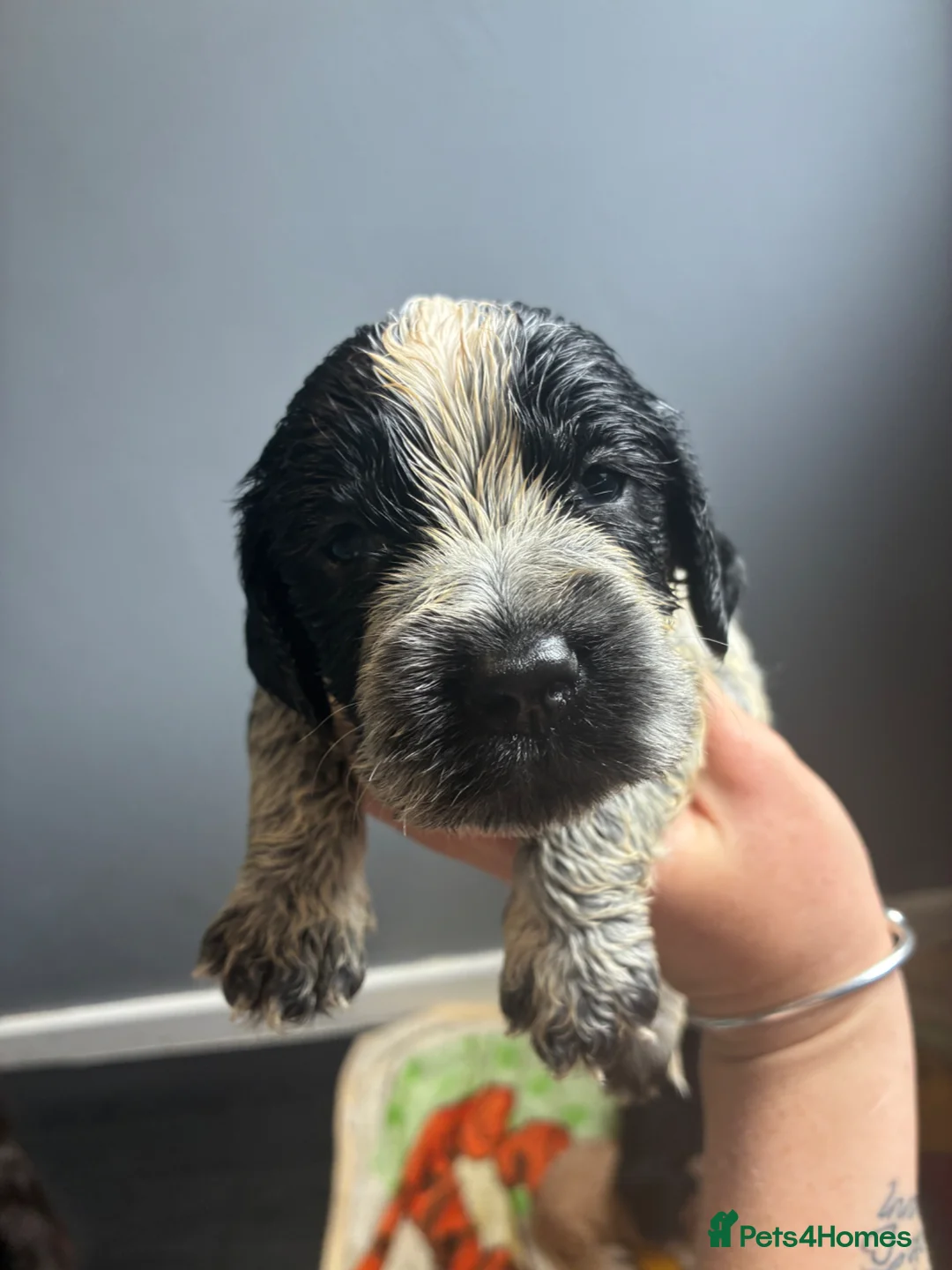Cockapoo dogs for sale: Cockerpoo puppies - Advert 2
