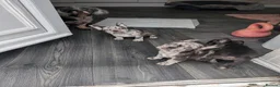 French Bulldog dogs for sale: French bulldog 3 girls  in Pontefract - Advert 14