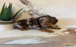 Cocker Spaniel dogs for sale: ⭐️chocolate cocker spaniel pups⭐️  - Image 4