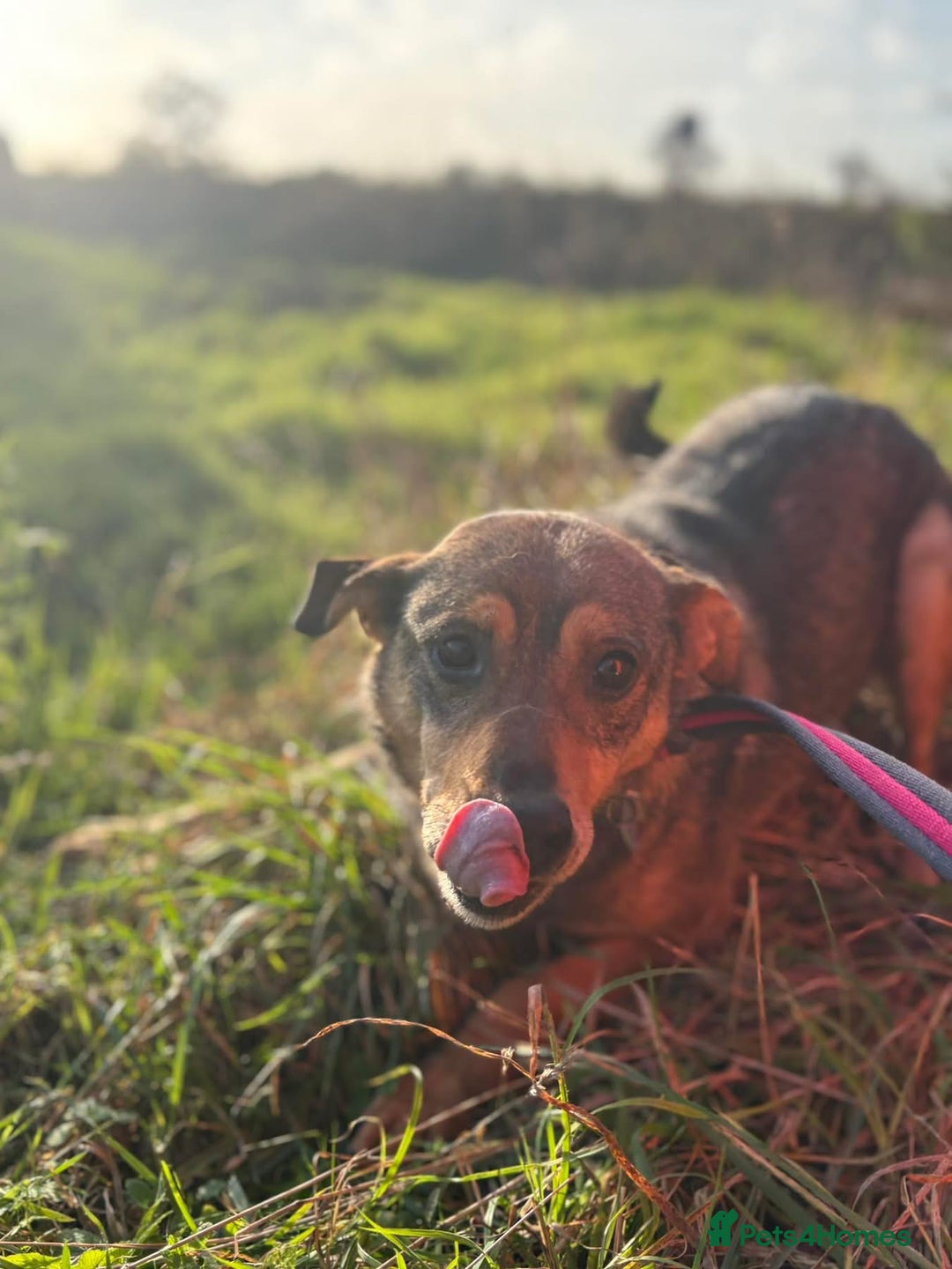 Mixed Breed dogs for adoption: Frannie - Norwich Norfolk  - Advert 5
