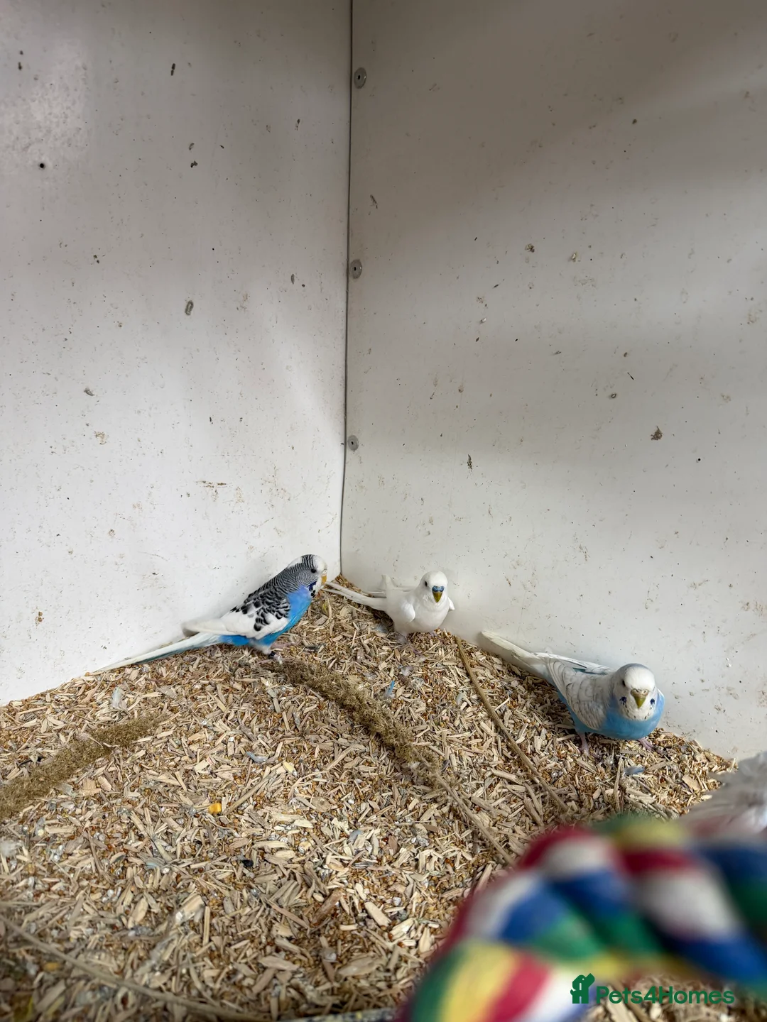 Budgerigars birds for sale:  Variety of budgies - Advert 4