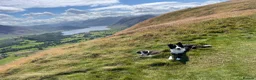 Border Collie dogs for sale: Show Quality KC Reg Border Collie Puppies  - Advert 31