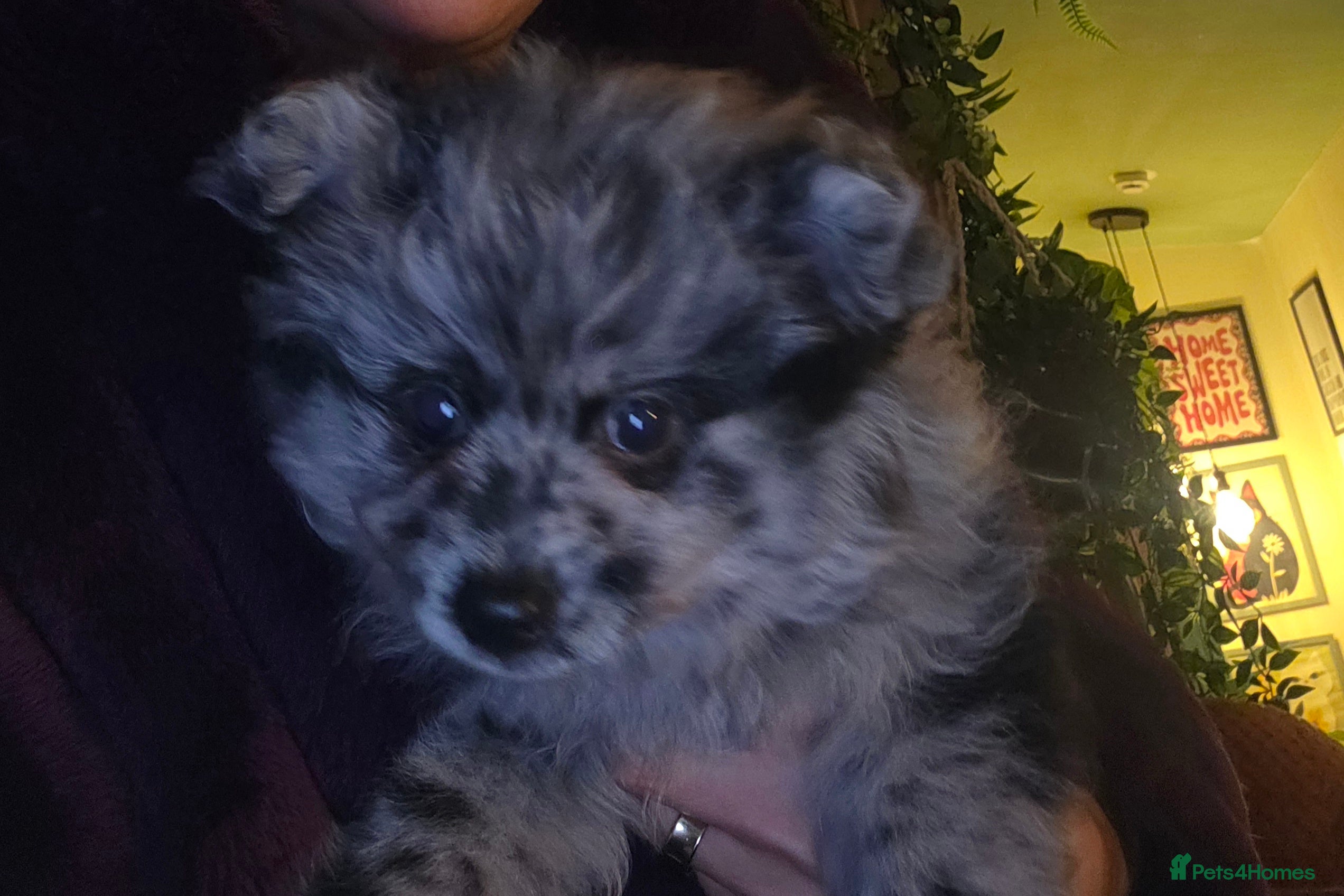 Pomeranian dogs RARE PUREBRED BLUE MERLE PUP (1 time only litter) - Advert 3