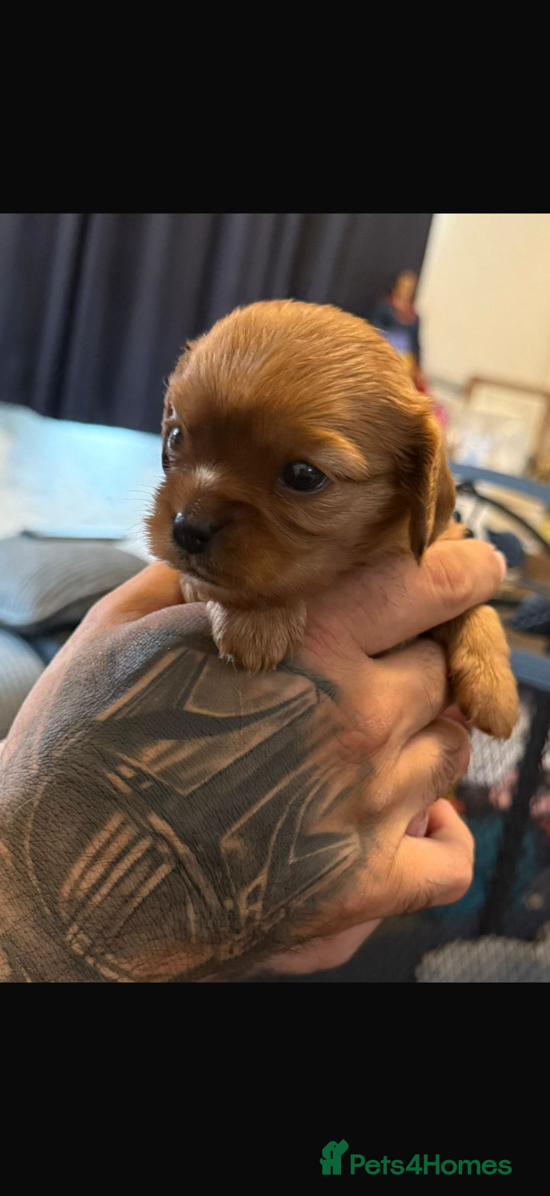 Cavalier King Charles Spaniel dogs for stud: *PROVEN* HEALTH TESTED Black & Tan Cavalier STUD in Oldham - Image 22