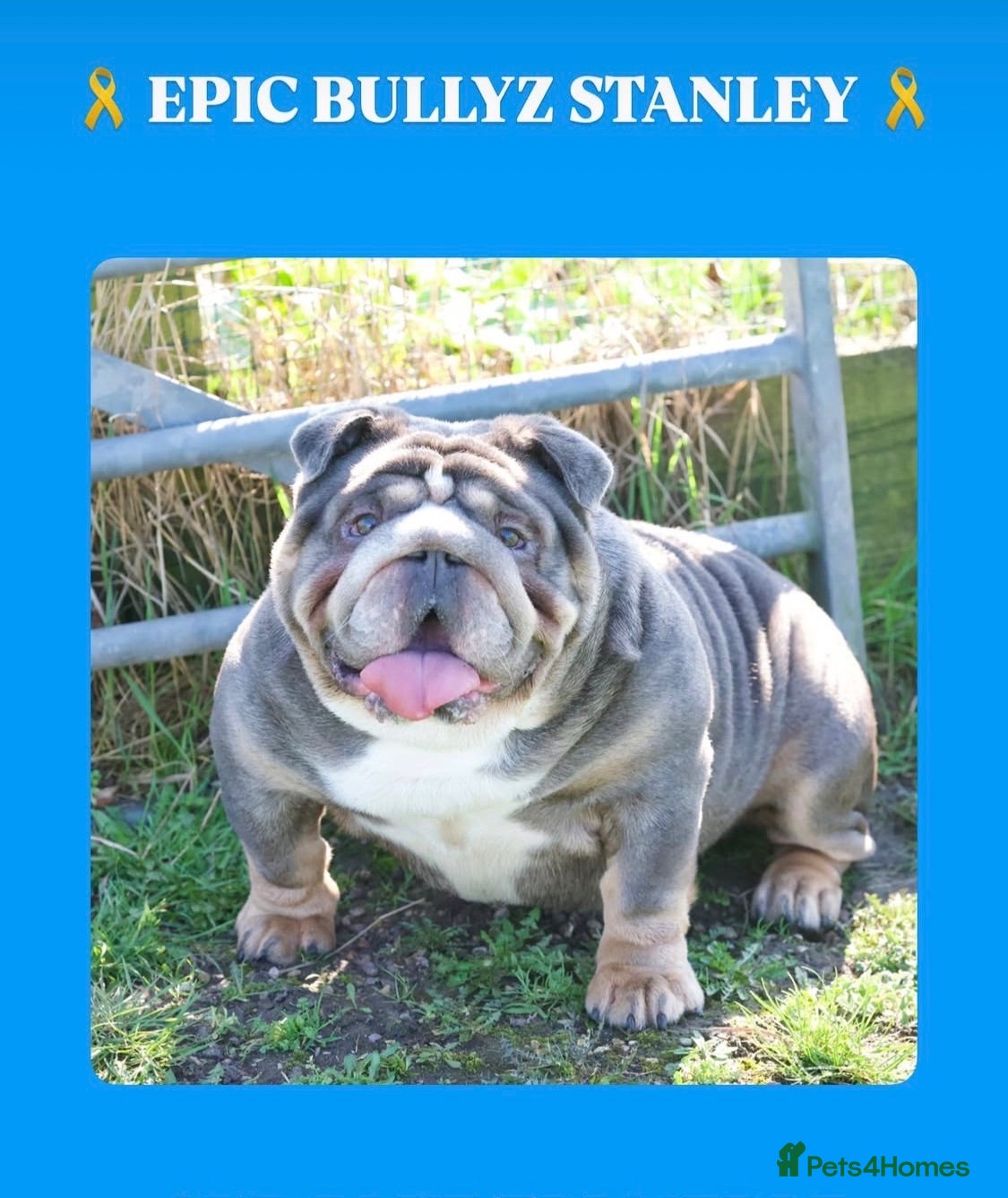 English Bulldog dogs Winnie’s amazing litter of 6 beautiful babies - Advert 2