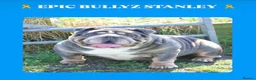 English Bulldog dogs for sale: Winnie’s amazing litter of 6 beautiful babies - Advert 7