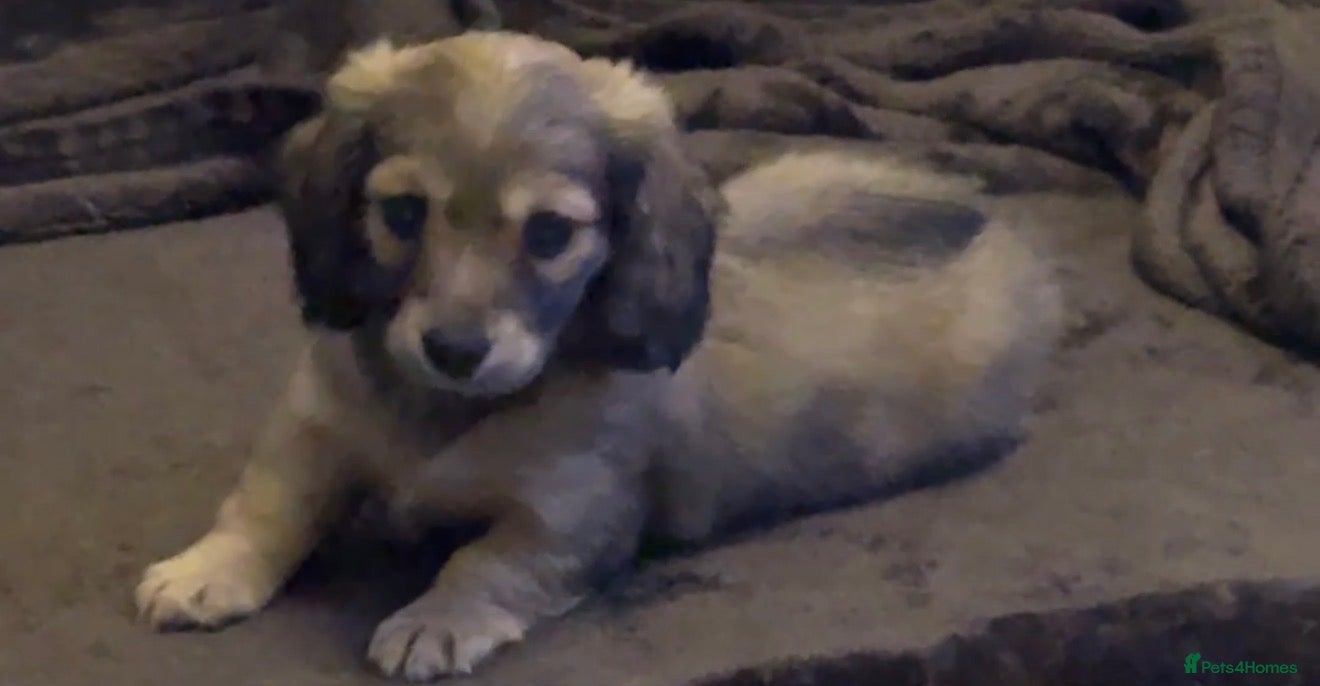 Miniature Dachshund dogs Long haired dachshund pups - last one  - Advert 1