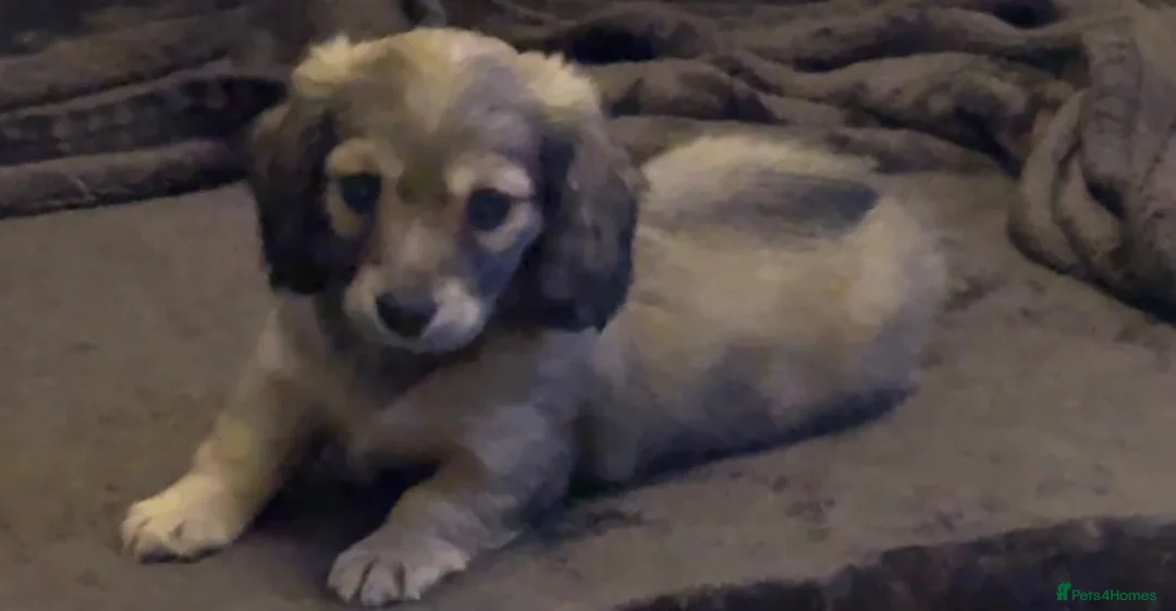 Miniature Dachshund dogs for sale: Shaded cream Long haired dachshund girl   - Advert 2
