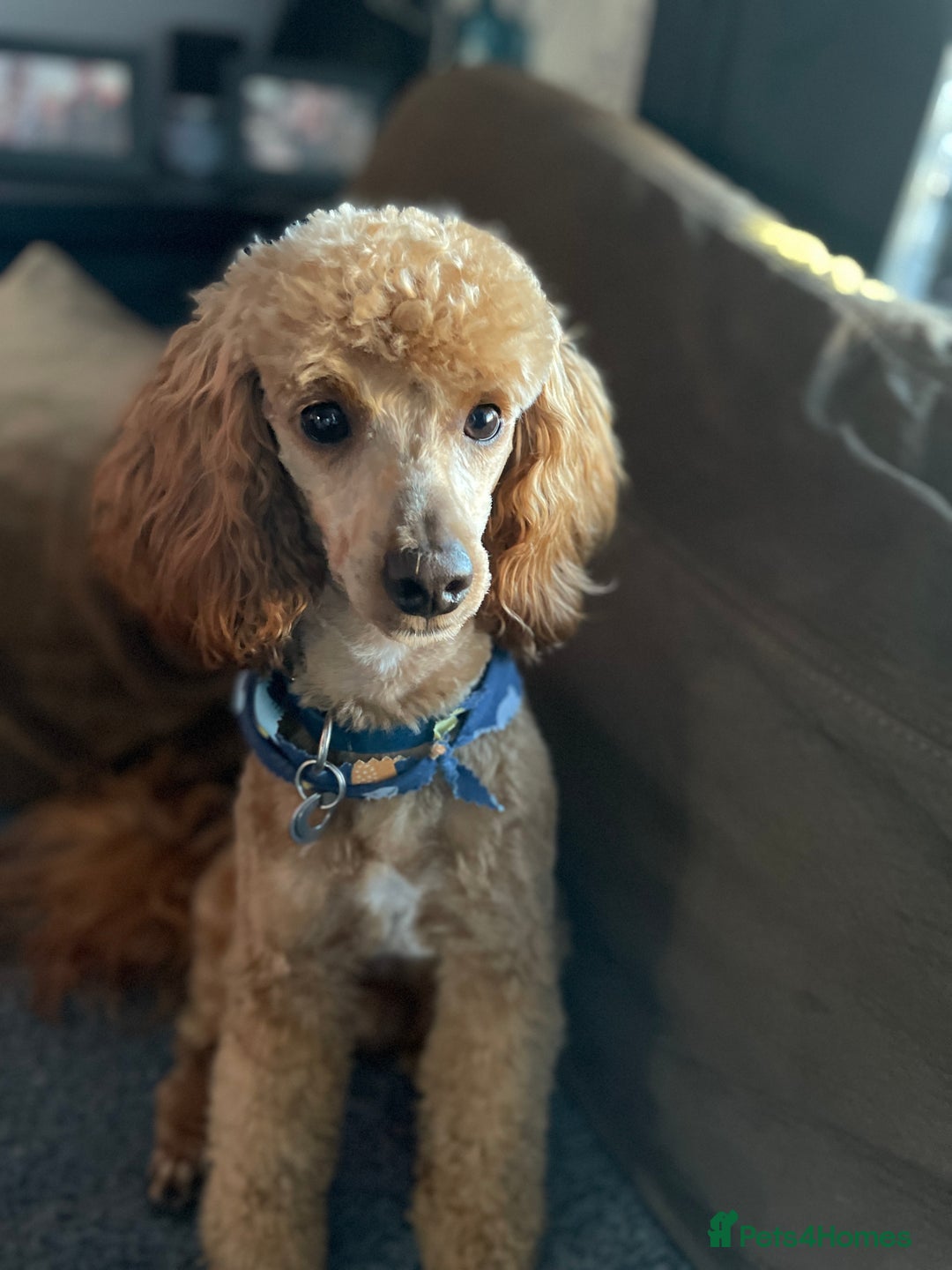 Toy Poodle dogs for stud: Beautiful, proven toy poodle for stud - Advert 3