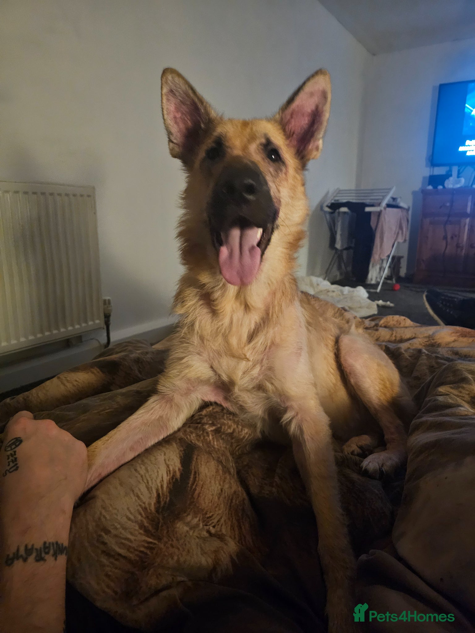 German Shepherd dogs German sheepard male  - Advert 2