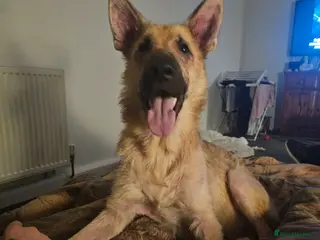 German Shepherd dogs German sheepard male - Advert 2