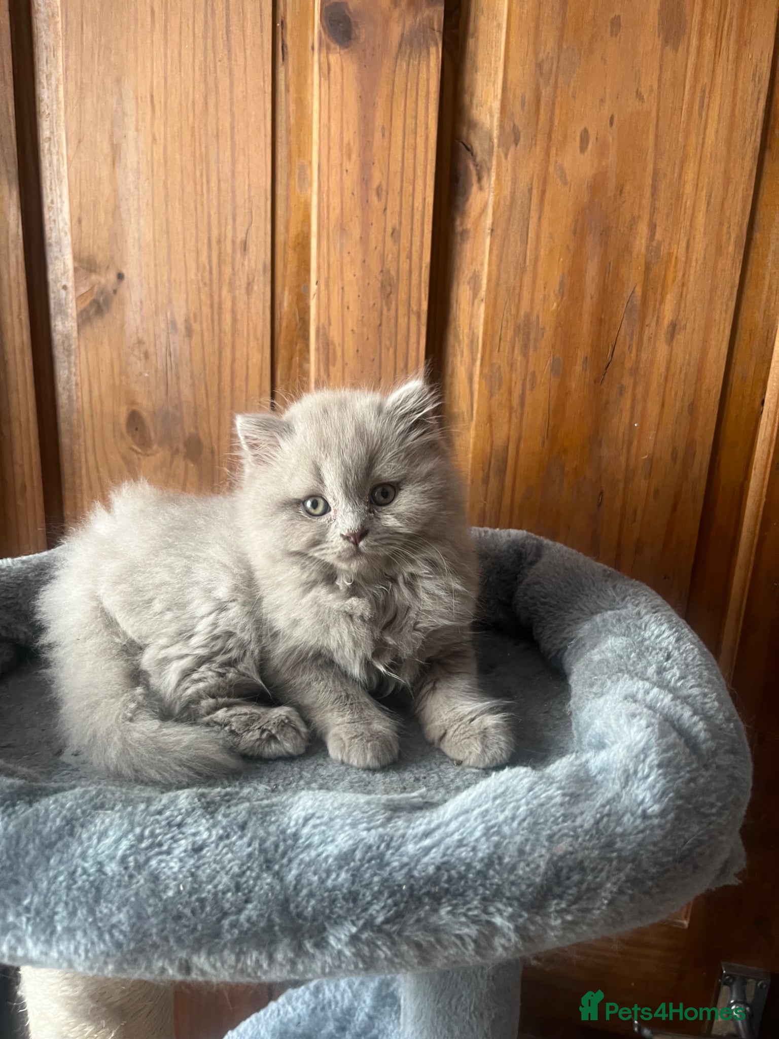 British Shorthair cats 3 Beautiful lilac BSH Ready this week - Advert 2