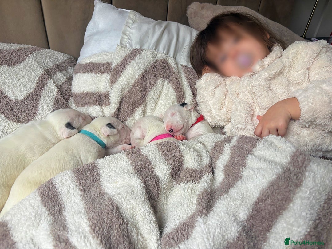 English Bull Terrier dogs for sale: Adorable English Bull Terrier Puppies - Image 6