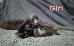 British Longhair cats for sale: Long haired kittens - Image 4