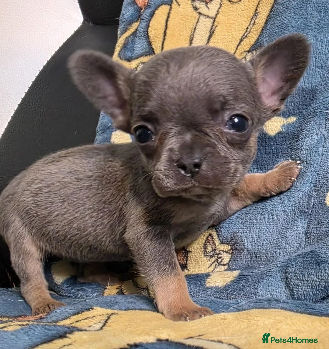Mixed Breed dogs for sale: Bullhuahua puppies (French BulldogXChihuahua) - Advert 14