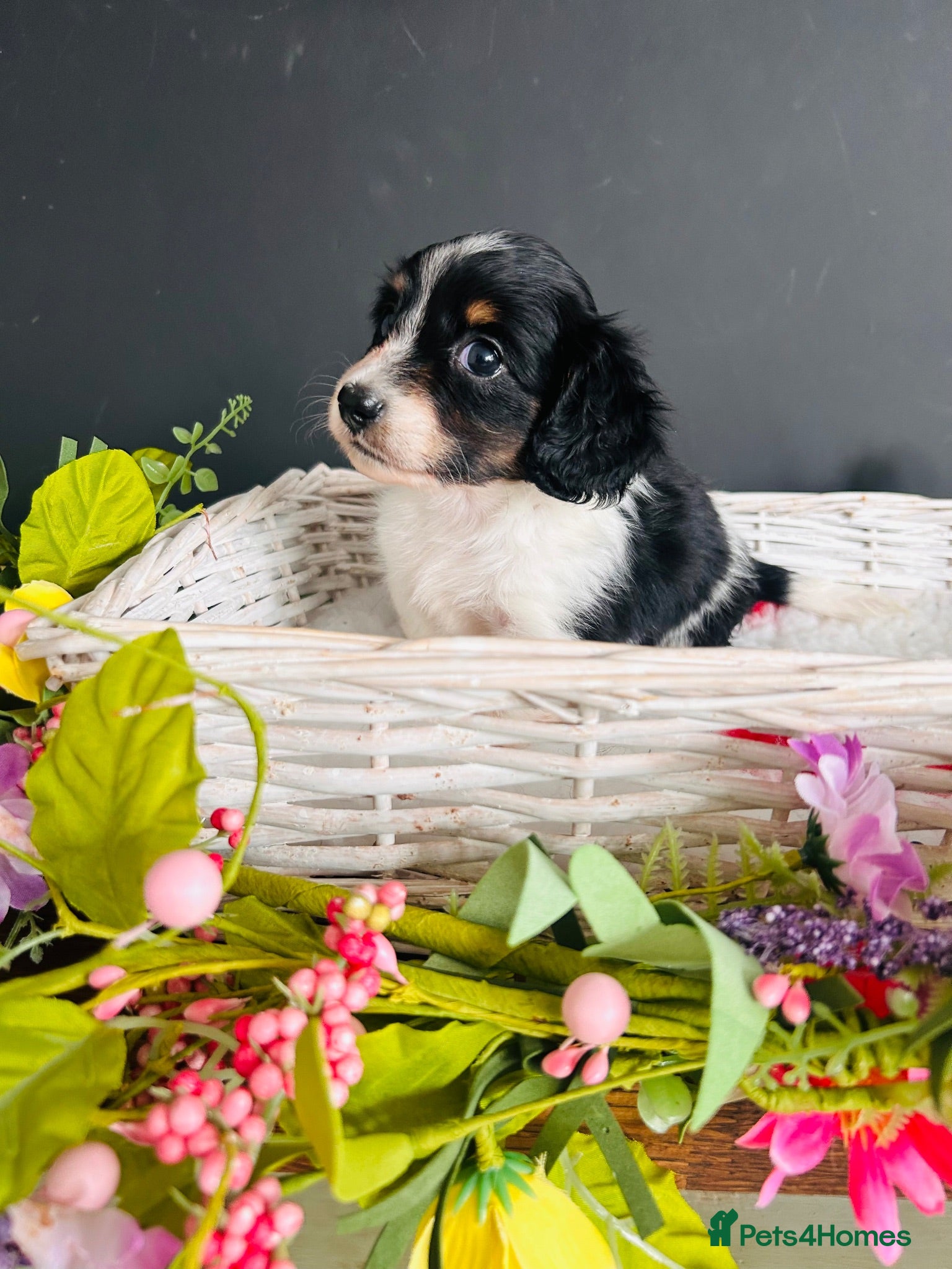 Miniature Dachshund dogs Piebald Minature Longhairs  - Advert 12