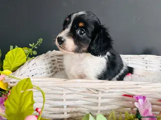Miniature Dachshund dogs Piebald Minature Longhairs - Advert 12