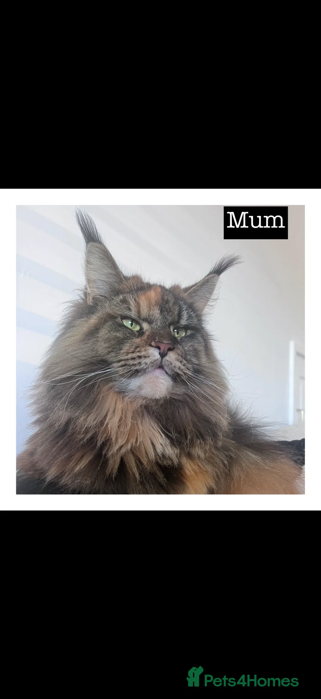 Maine Coon cats for sale: Tica active silver tortie Maine coon queen! - Advert 6