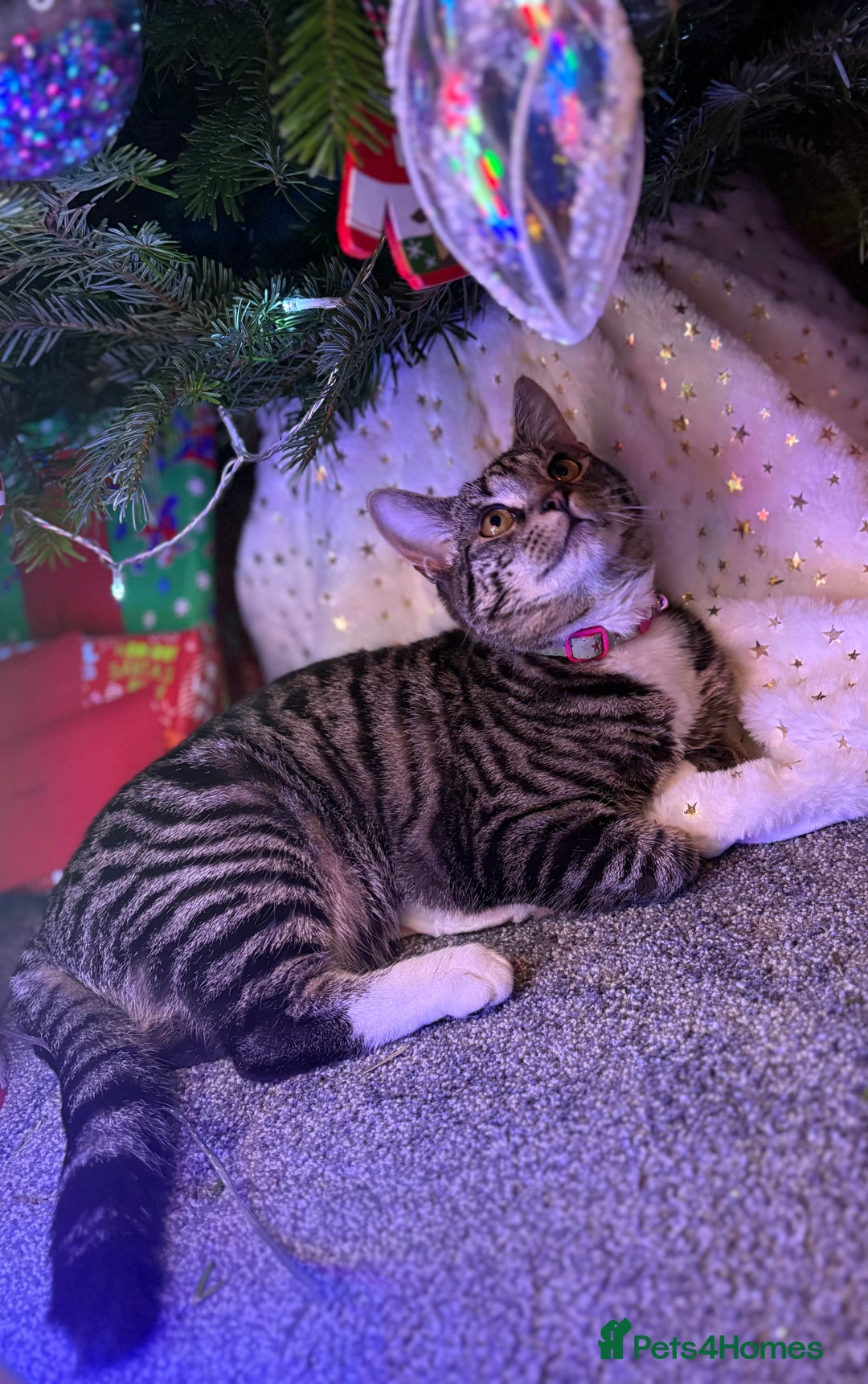 Domestic Shorthair cats for sale: 8 month old female kitten  - Advert 2