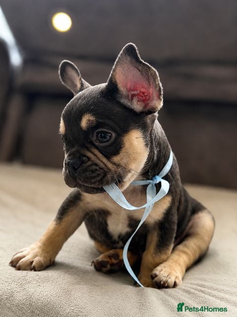 French Bulldog dogs READY NOW! Beautiful KC Reg French Bulldog Pups - Advert 16