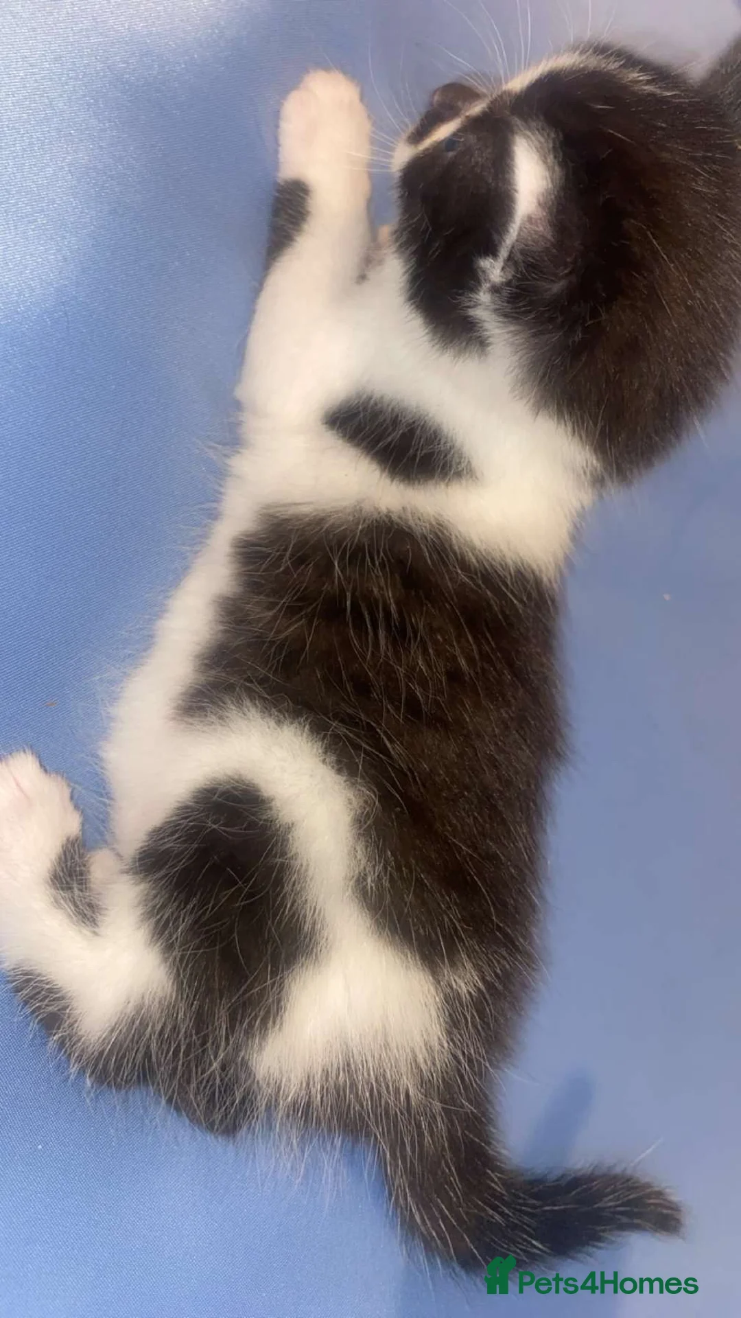 Mixed Breed cats for sale: 4 Kittens for sale  - Advert 2