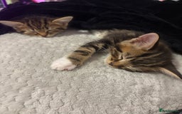American Shorthair cats for sale: Tabby Twins & Gingee - Image 1