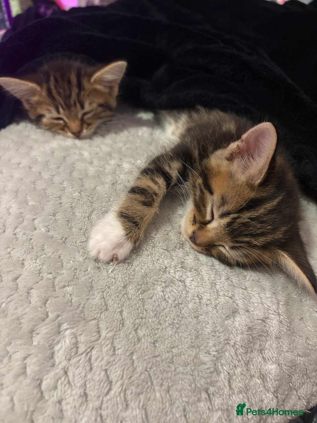 American Shorthair cats for sale: Tabby Twins & Gingee - Image 1