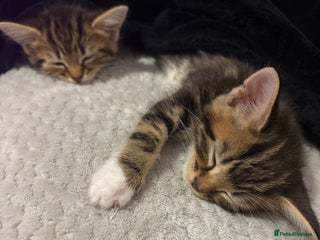 American Shorthair cats - Advert 18