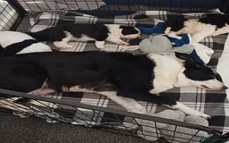 Border Collie dogs for sale: Border collie boy - Advert 6