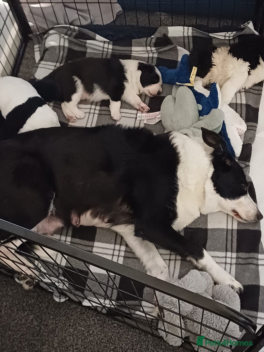 Border Collie dogs for sale: Border collie boy - Advert 6