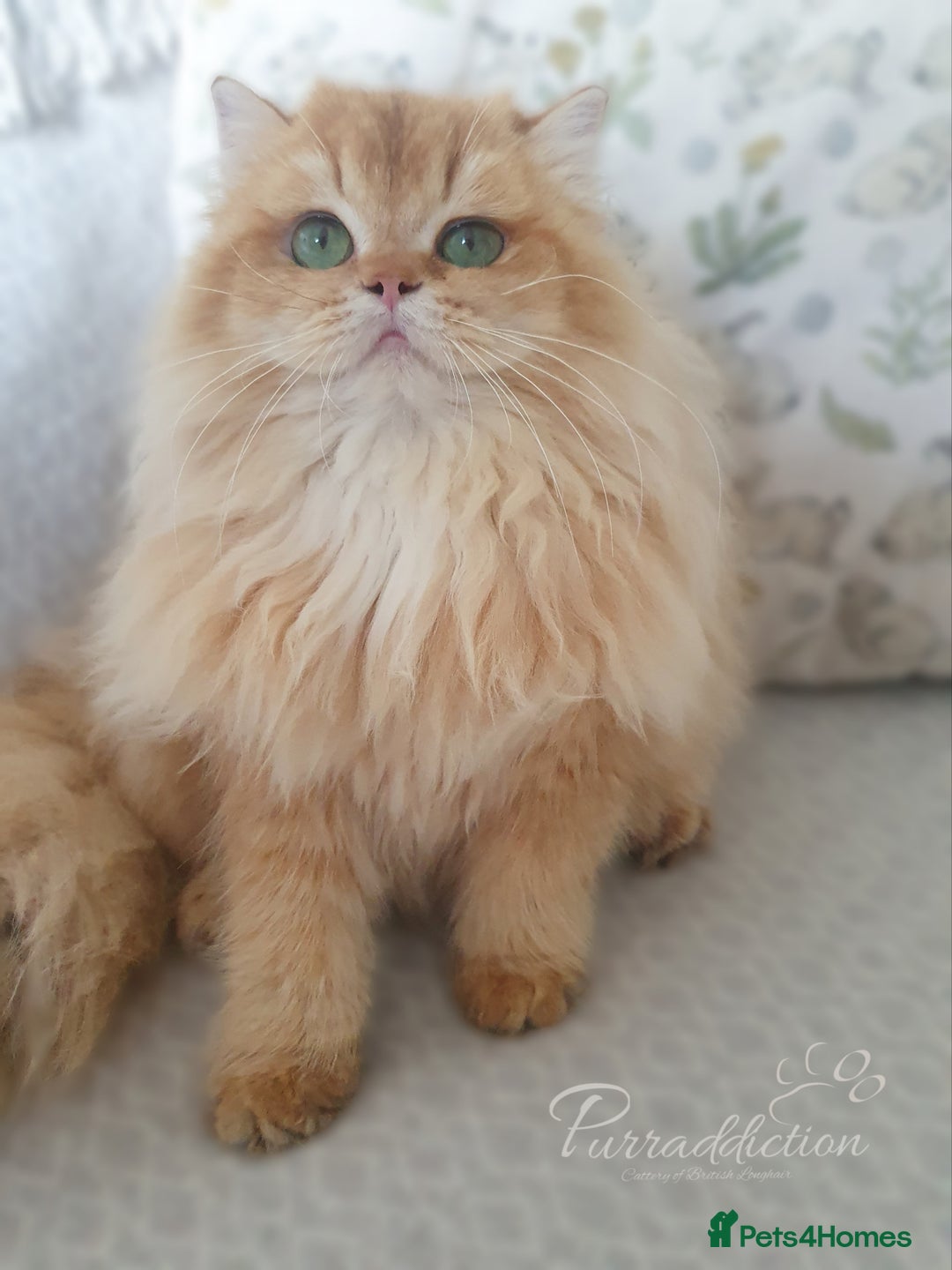 British Longhair cats for sale: British Longhair older kitten for sale  - Image 7