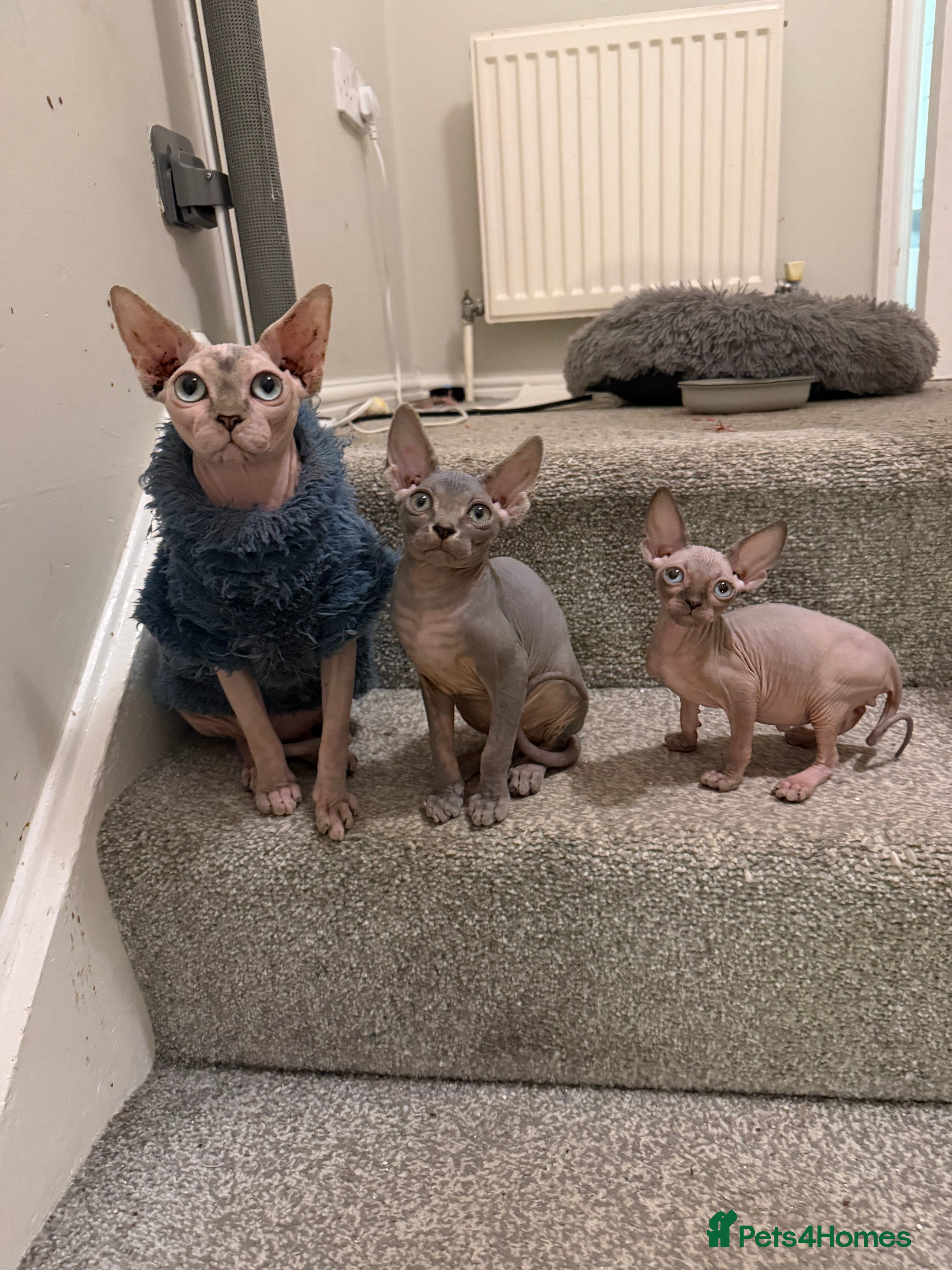 Sphynx cats Adorable Blue Sphynx - Boy Available NOW *TICA REG - Advert 1