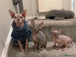 Sphynx cats Adorable Blue Sphynx - Boy Available NOW *TICA REG - Advert 2