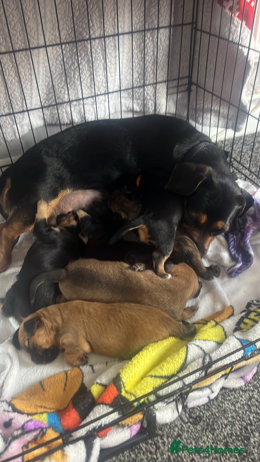 Mixed Breed dogs for sale: Beautiful dachshund/jug x terrier - Image 30
