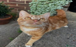 Domestic Shorthair cats for sale: 5 Beautiful fluffy Kittens - Image 17